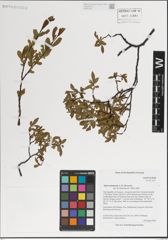 Foto von Salix kazbekensis A. K. Skvortsov